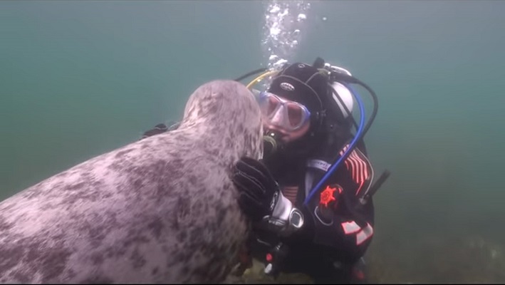 37 Renov Foca Buceo 29