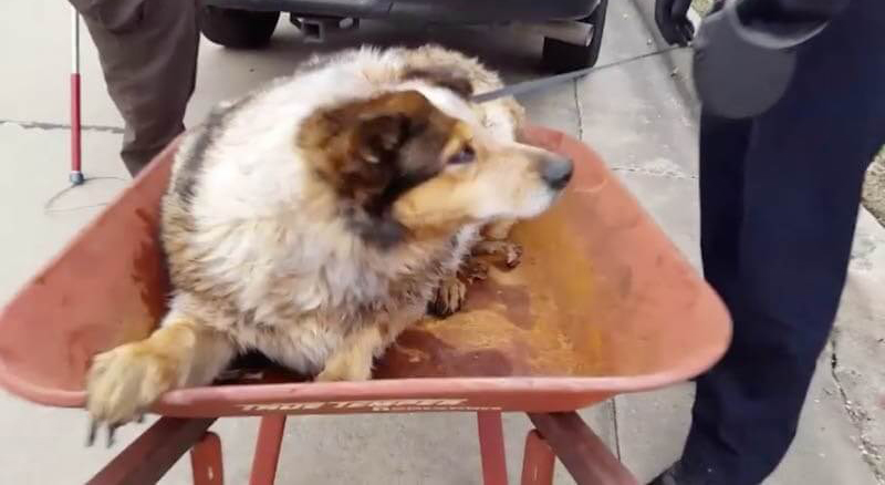 BeaverRescue-11-84349