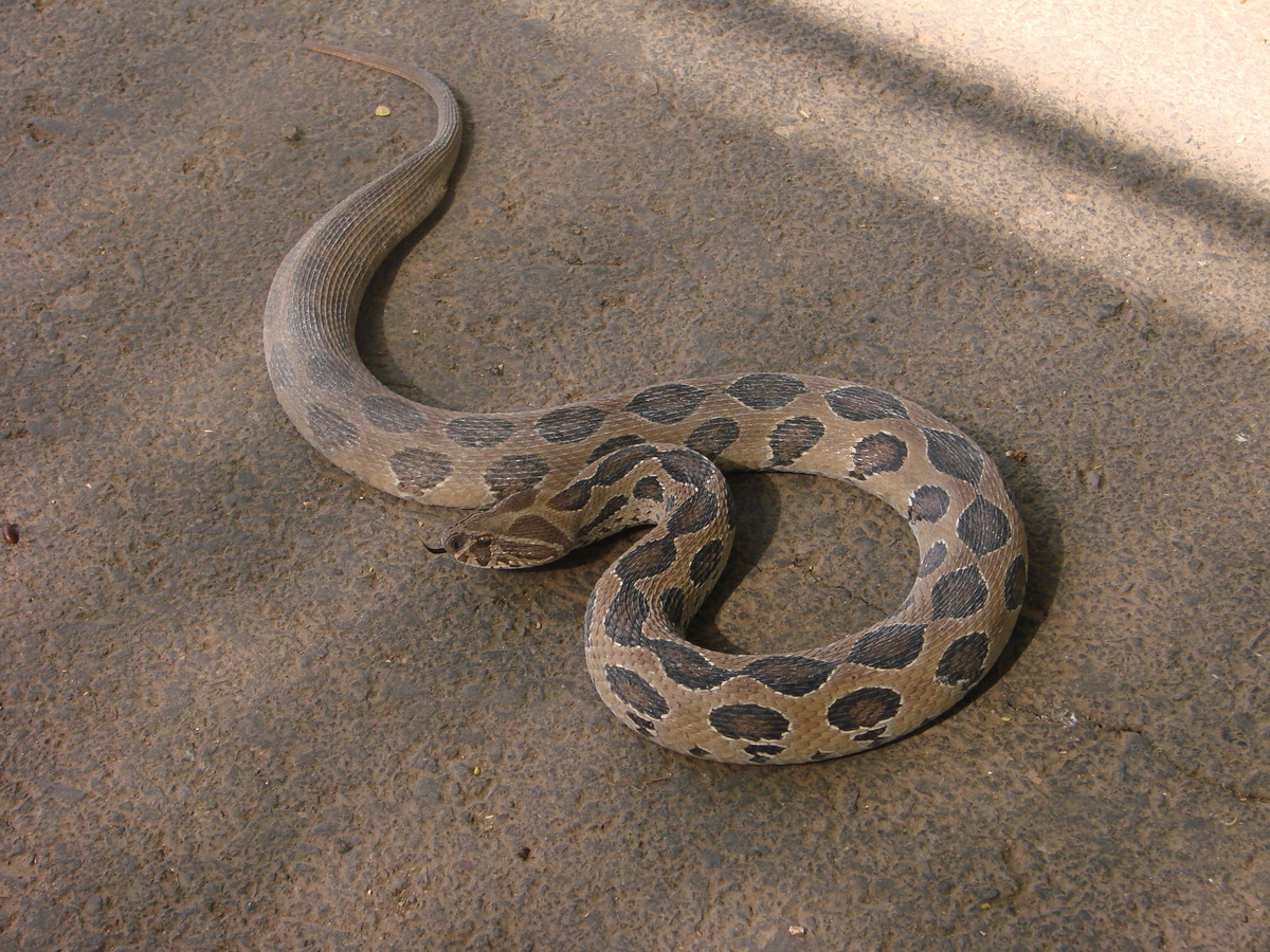 Daboia russelii snake russells viper