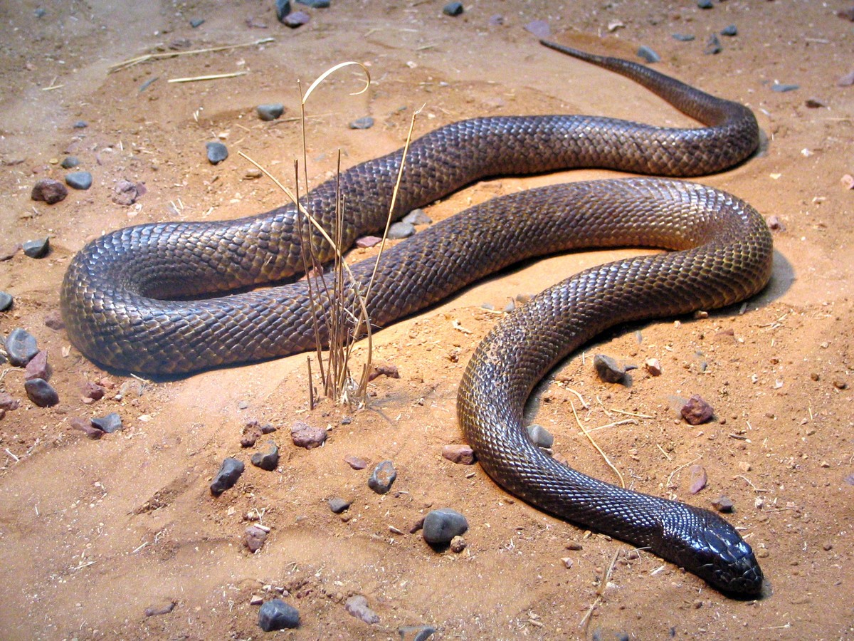 inland taipan snake Fierce Snake Oxyuranus microlepidotus