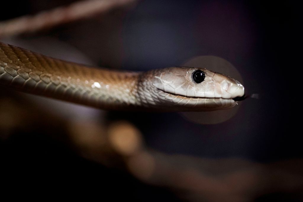 black mamba snake at posison exhibition