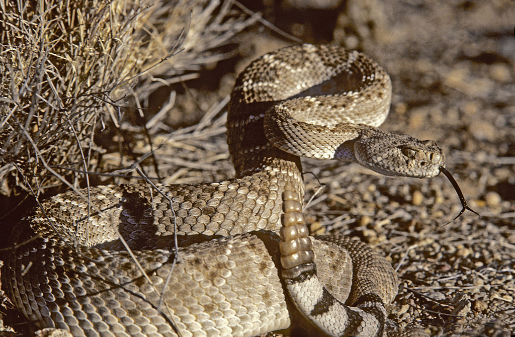 western diamondback rattlesnake in defensive coil, sensing with tongue
