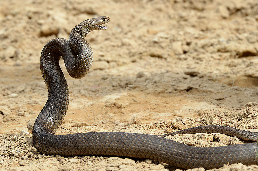 a deadly Australia eastern brown snake