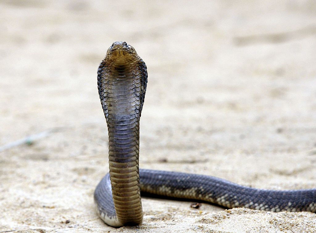egyptian cobra snake named tolba