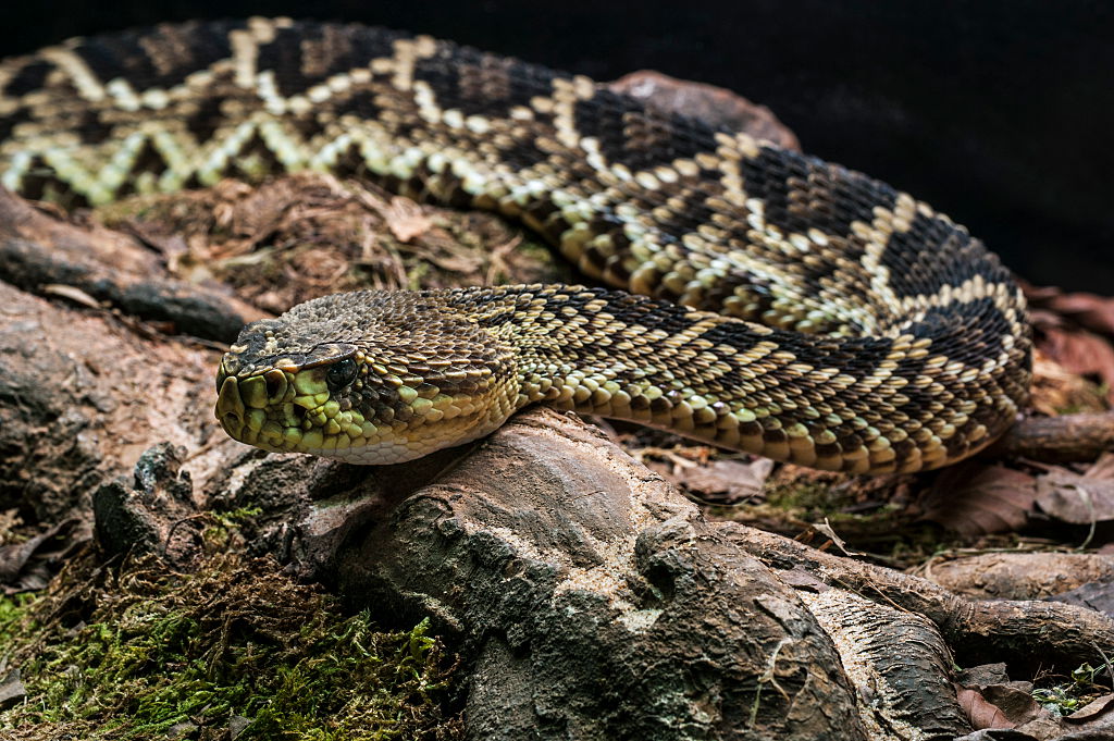 eastern diamondback venomous pit viper native to the southeastern United States