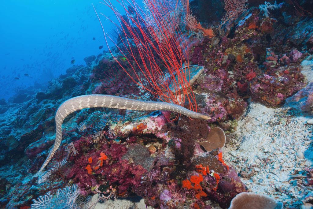 chinese sea snake laticauda semifasciata 