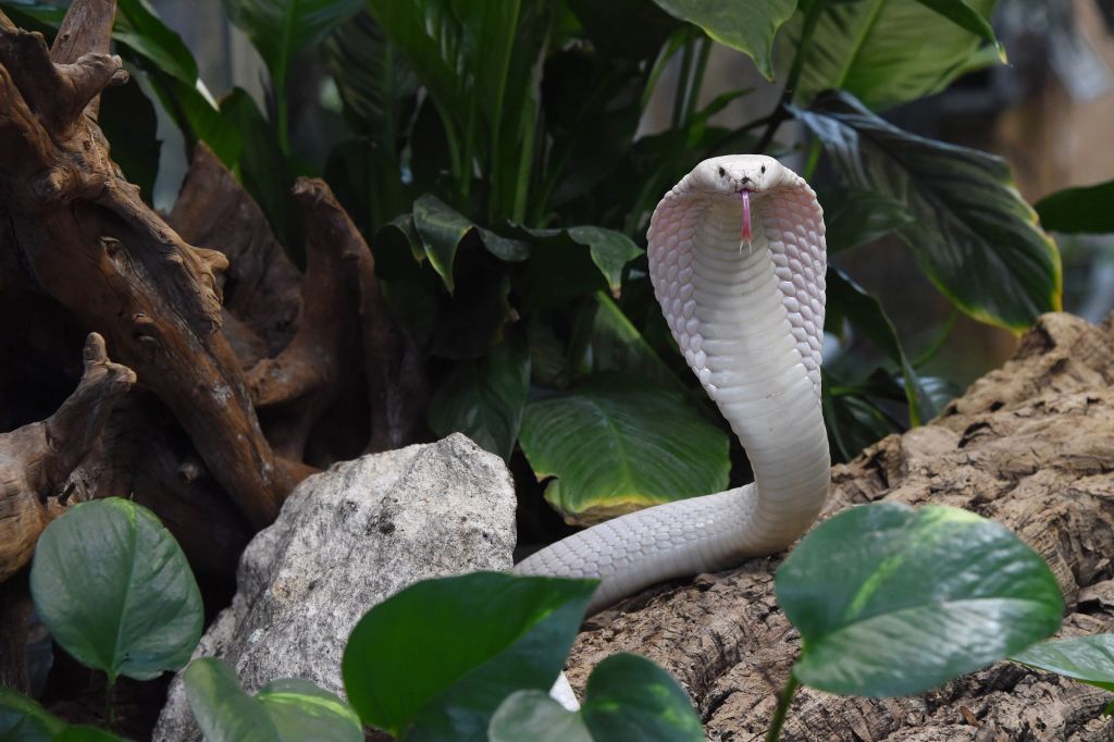 monocled cobra white planet exotica