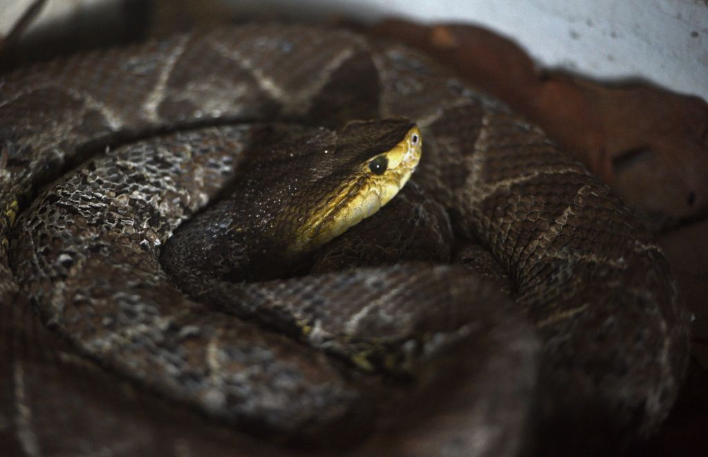 common lancehead snake seen at the Rosy Walter zoo