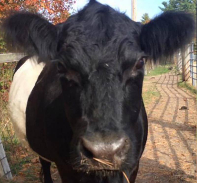 baby-blind-cow-2-768x432-79954