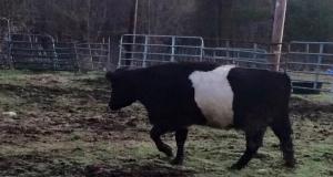 This Blind Rescue Cow Found Friendship In The Most Unlikely Place