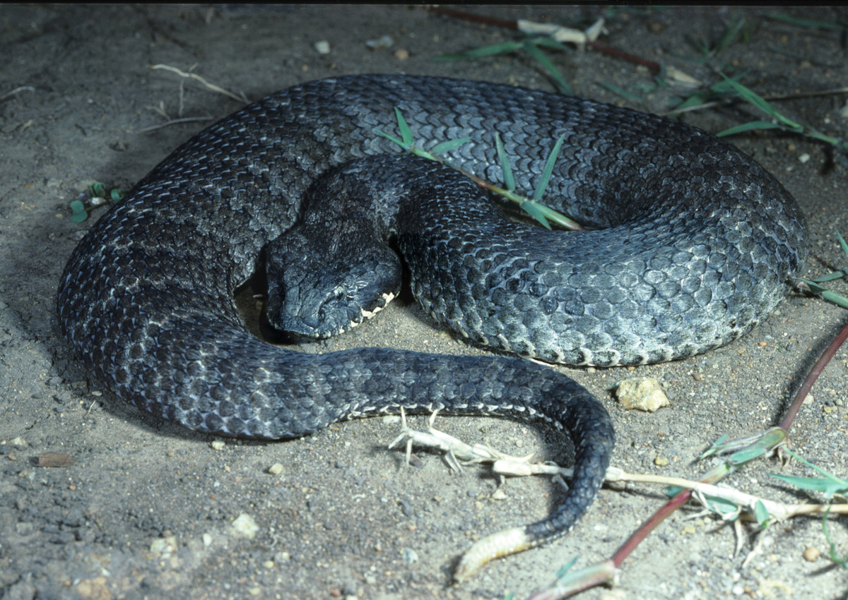 death adder