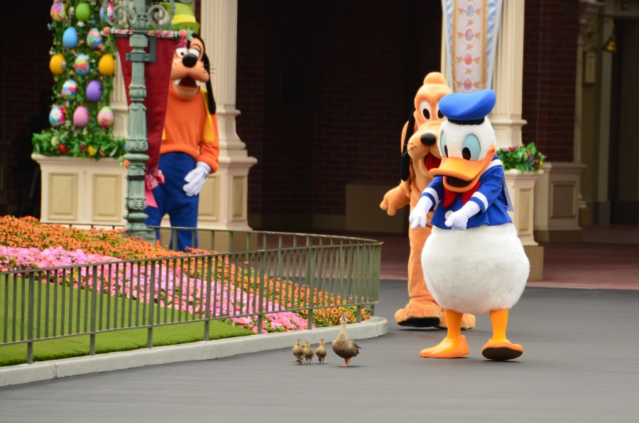 donald-duck-with-ducks donald-duck-with-ducks