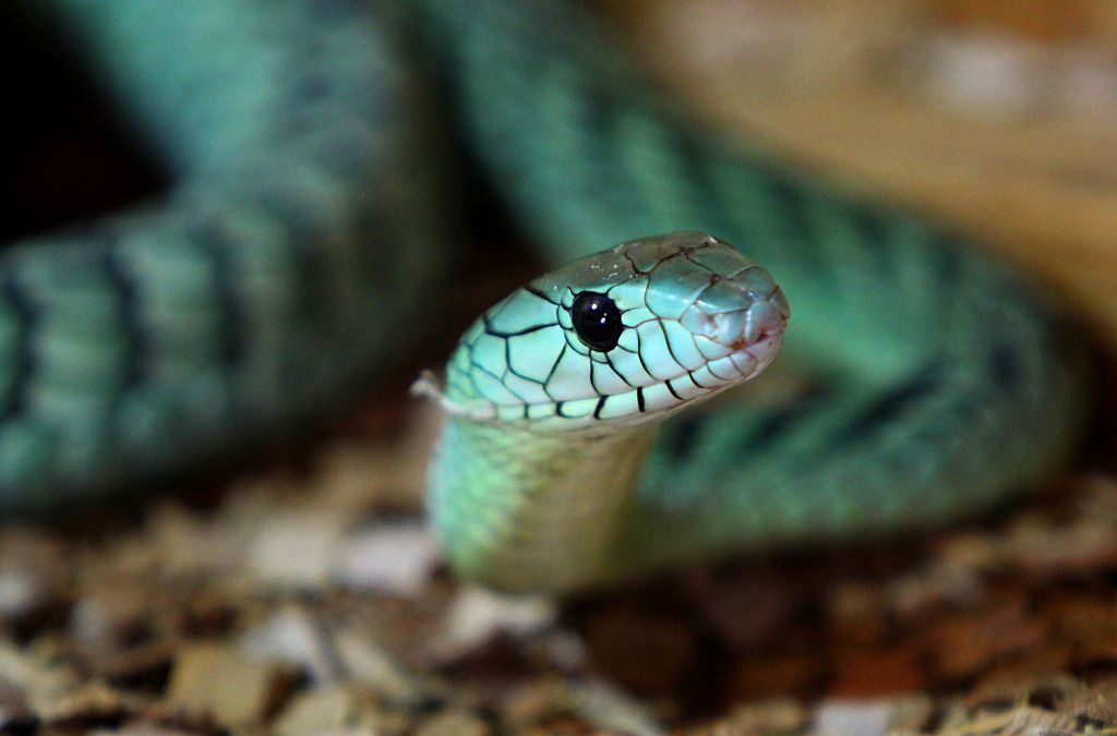 green-mamba