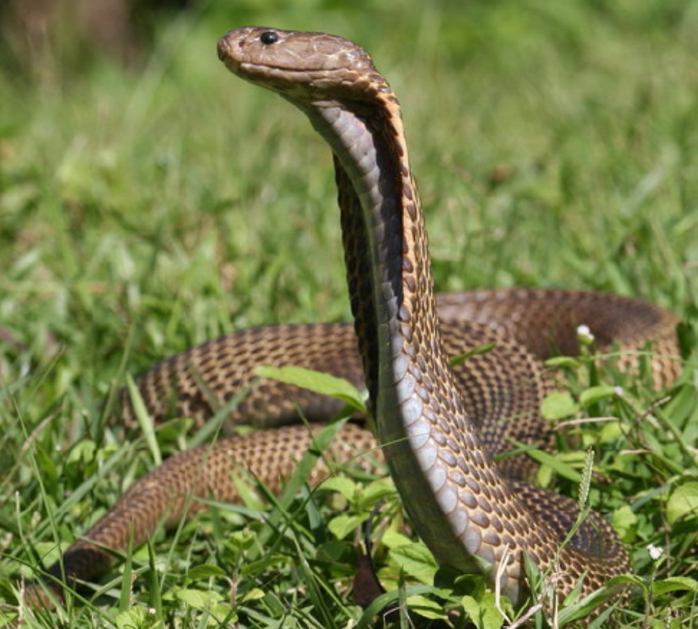 philippine cobra deadliest snakes