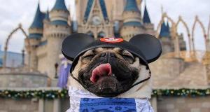 Peculiar Photos Taken At Disney Parks