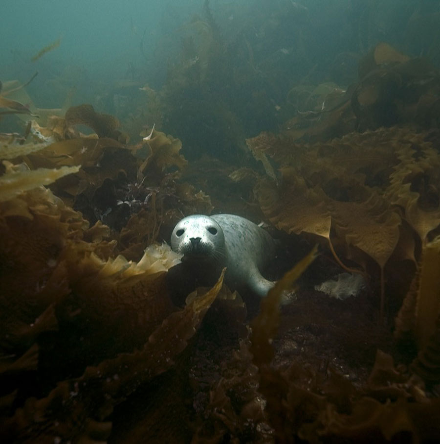 scuba-seal-encounter-15-80405