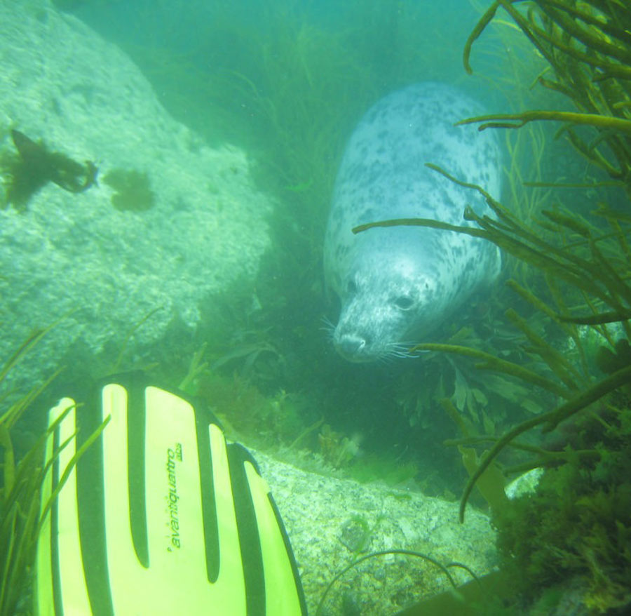 scuba-seal-encounter-5-50976