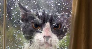 These Cats Are So Melodramatic They Could Get An Oscar