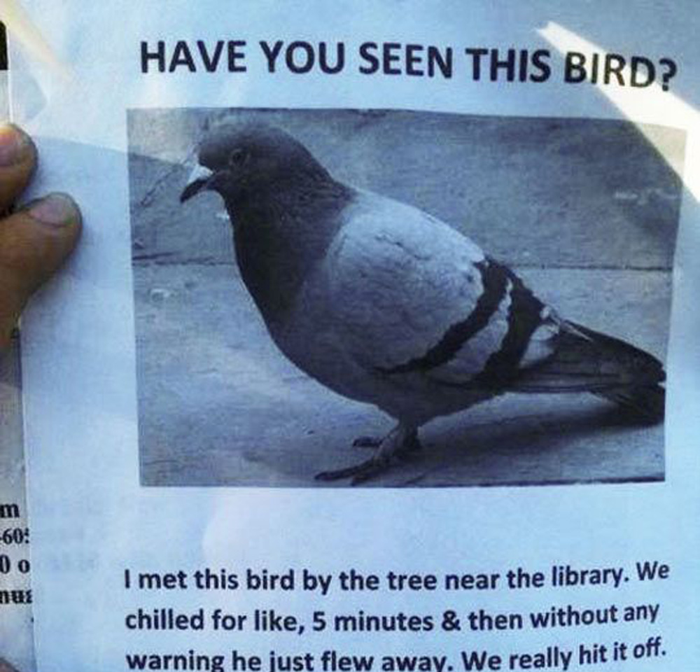 crazy guy misses bird sign crazy guy misses bird sign