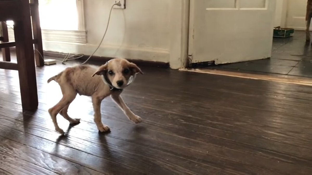 snafu the puppy had to wears the cone of shame.