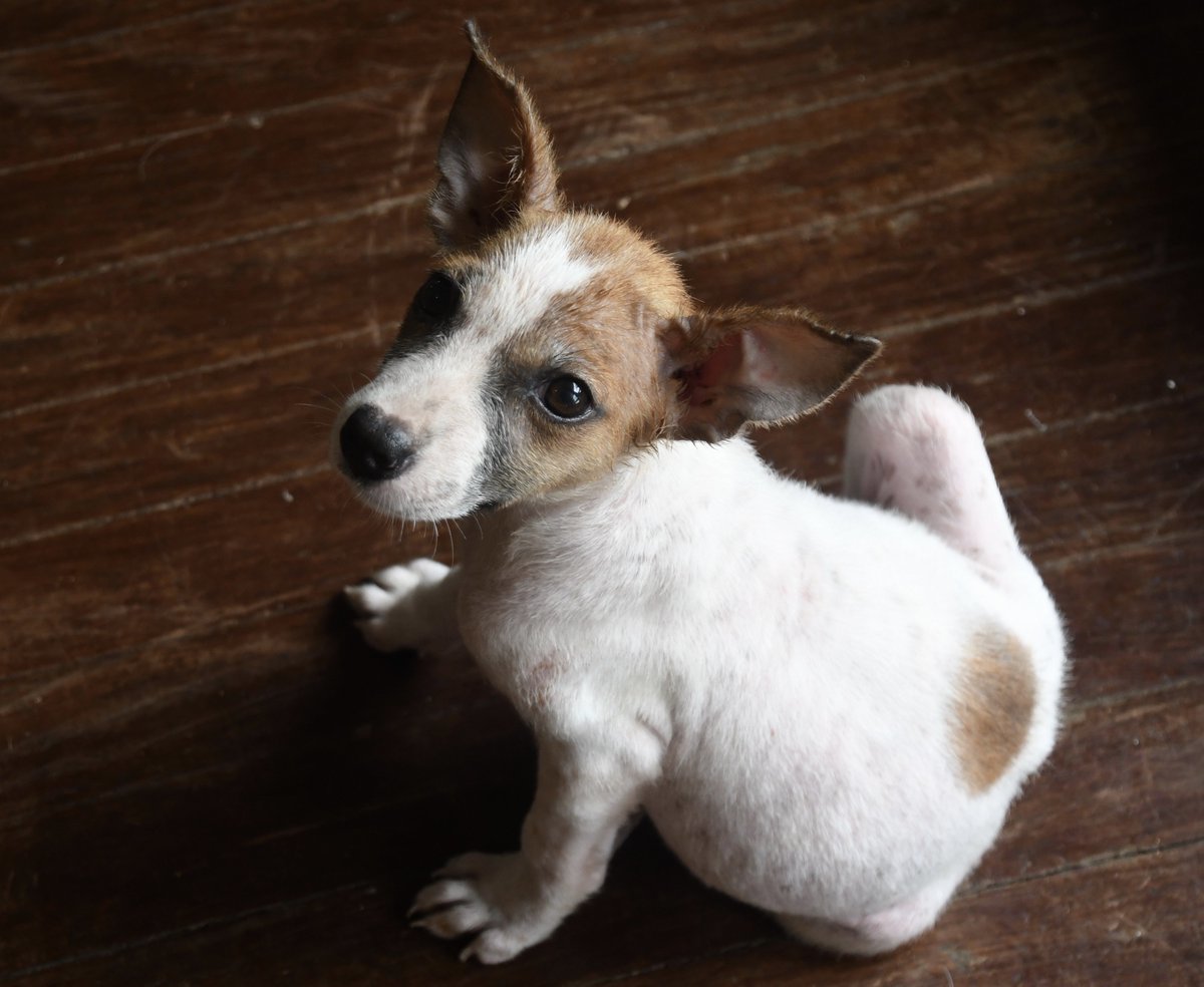 snafu became healthy and grew up.