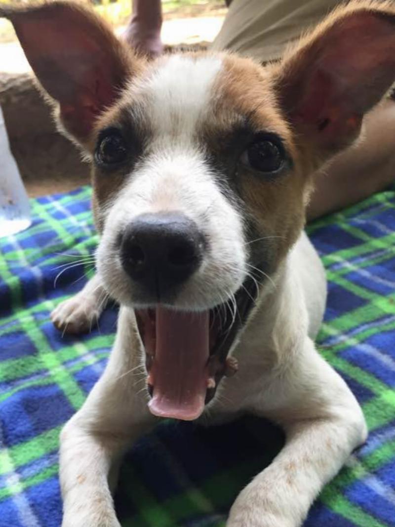 the desmonds traveled too much to give snafu the attention he deserved.