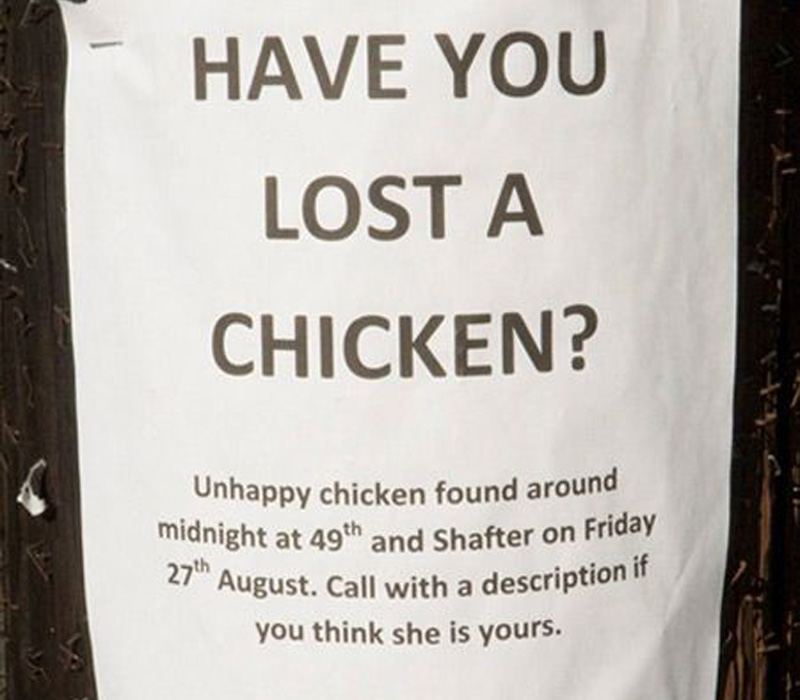 lost a chicken? lost a chicken? then call with a description
