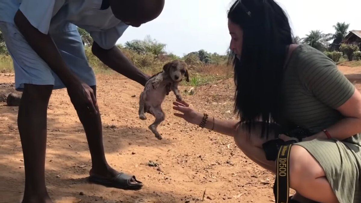 puppy dying from worms and fever found in liberia