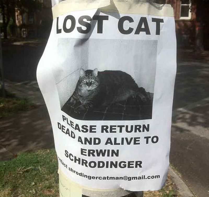 return the cat dead and alive return the cat dead and alive