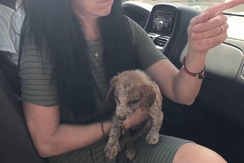 jenny desmond saved the dying puppy from the village