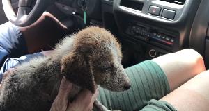 Orphaned Pup Gets A New Chance At Life In Chimp Sanctuary – The Photos Are Touching