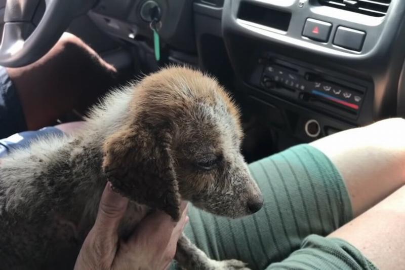 the dying puppy had missing fur with sores all over