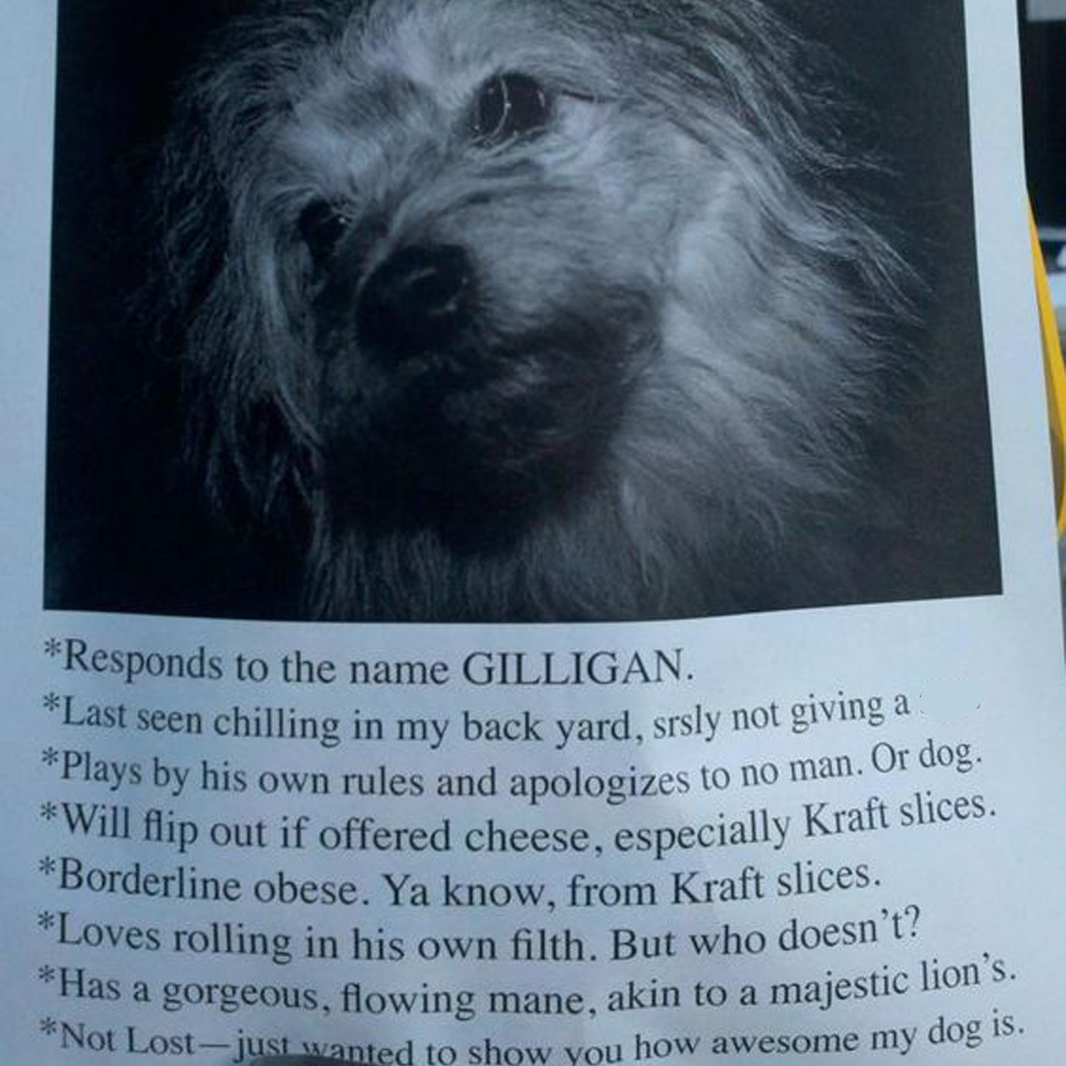 look at this dog look at this dog that really isn't lost