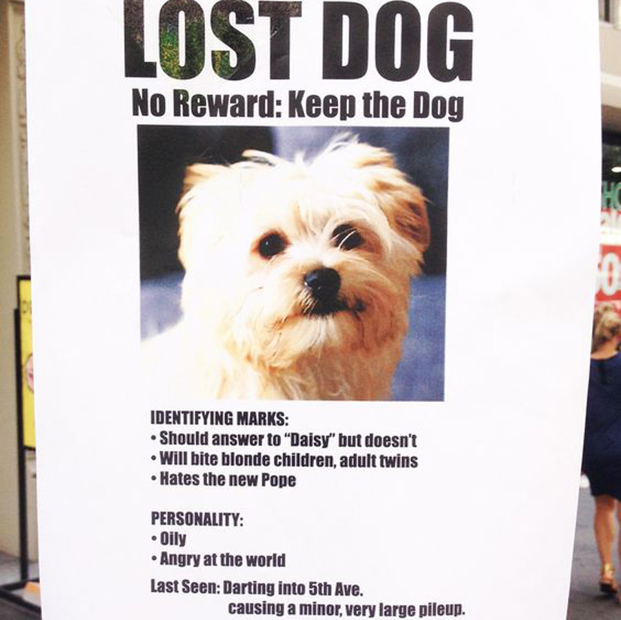 lost bad dog that the owner doesn't want anymore lost bad dog that the owner doesn't want anymore