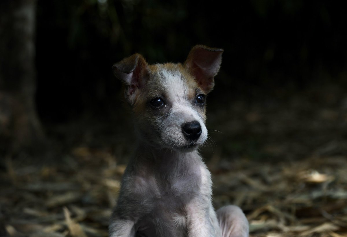 snafu the puppy rescued at lcrp liberia.
