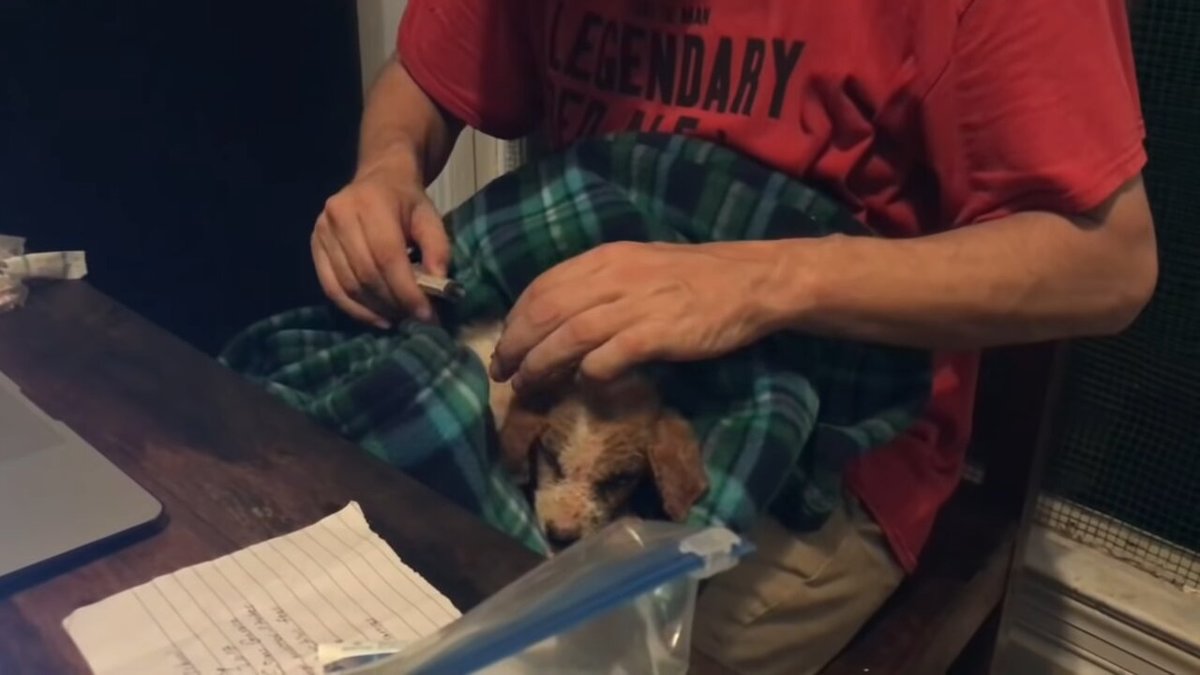 jimmy desmond is veterinarian and gave the dying puppy treatment.