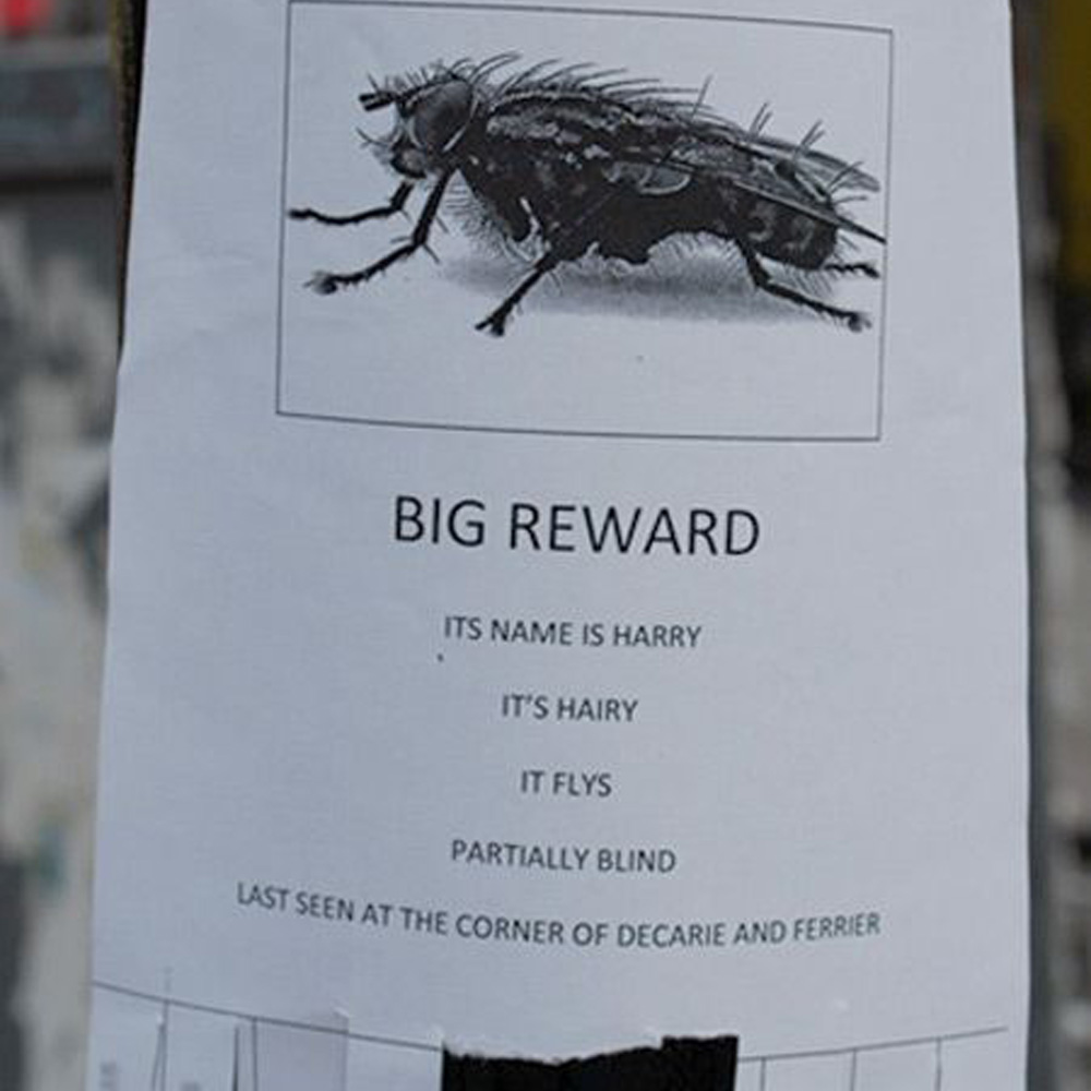 pet fly lost pet fly lost and owner wants it back