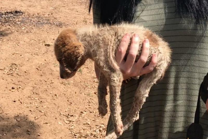 dying puppy is held by rescuer in liberian village
