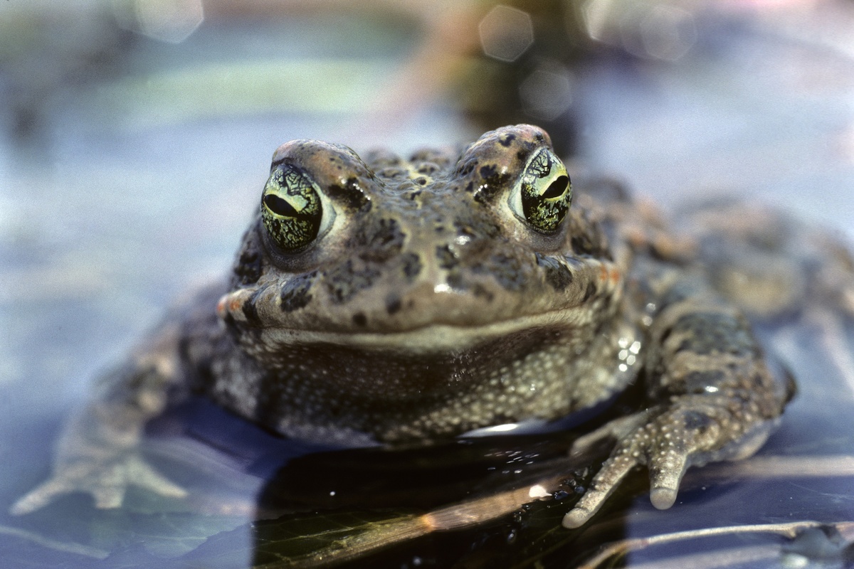  the natterjack toad, Bufo calamita.