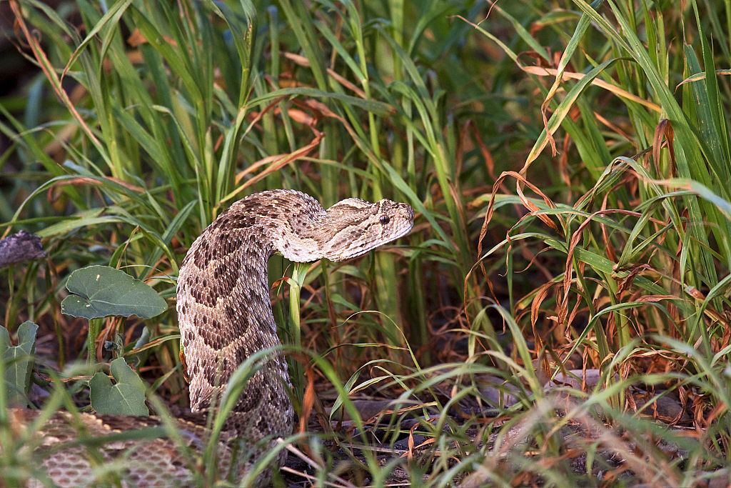 Puff Adder