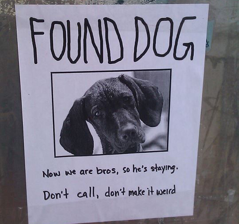 found dog is now friends with finder found dog is now friends with finder