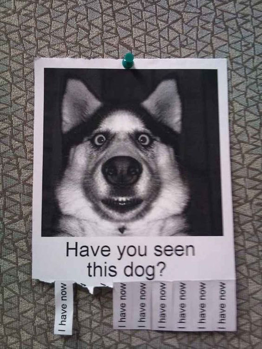 Dog selfie husky dog poster