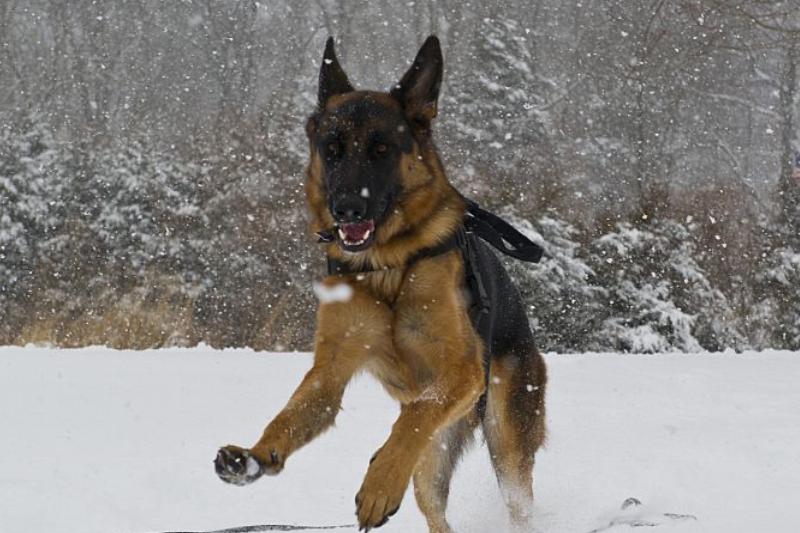 GettyImages-465283990-64498-91132 GettyImages-465283990-64498-91132 dont leave shepherds alone