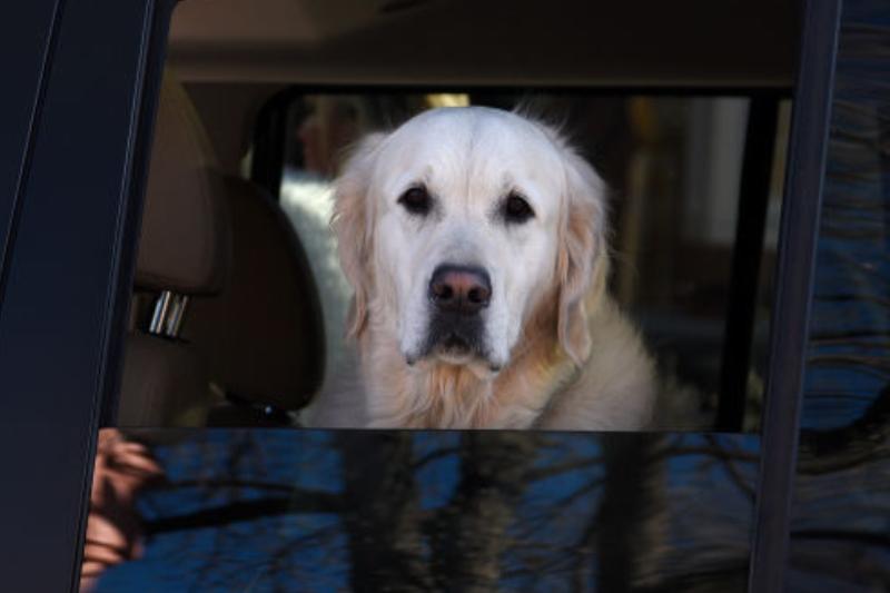 GettyImages-914952392-57548-13592 lab has anxiety GettyImages-914952392-57548-13592 lab retriever looking out car window