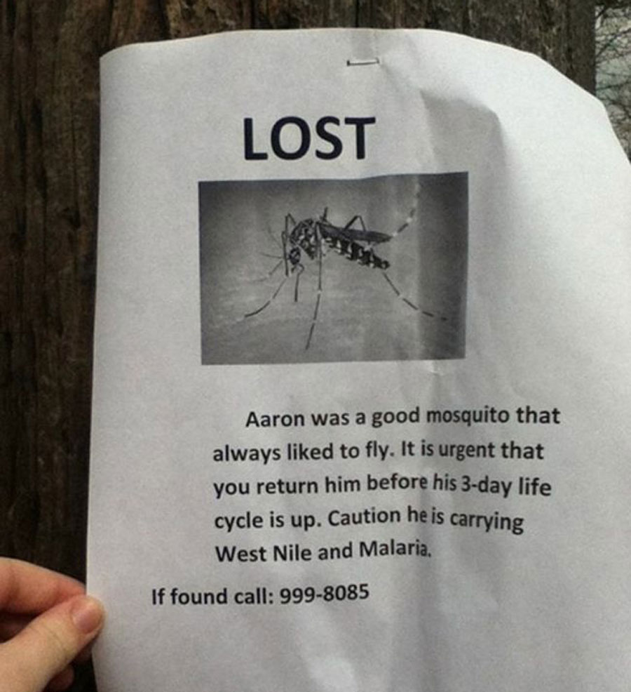 Lost-mosquito Aaron is a missing mosquito