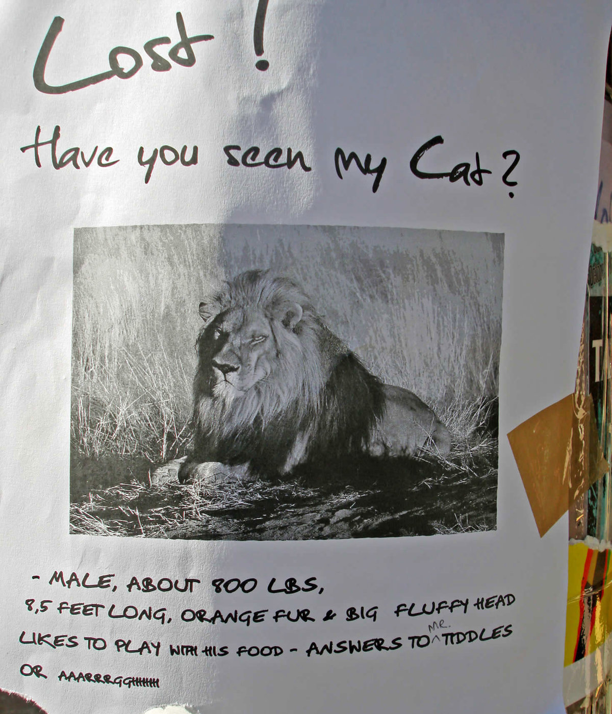 Missing Lion poster Sign says that lion is lost