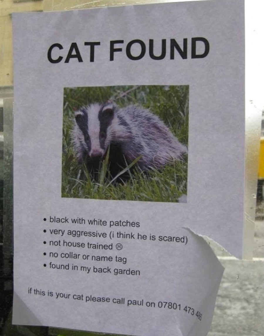Badger found come get your cat