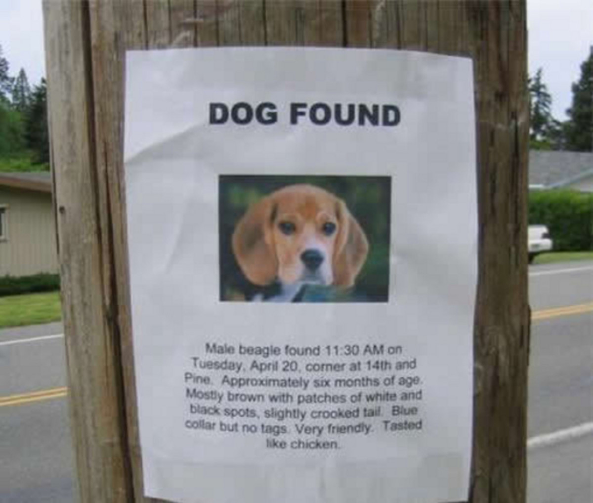 Missing beagle This sign says the missing beagle tasted like chicken