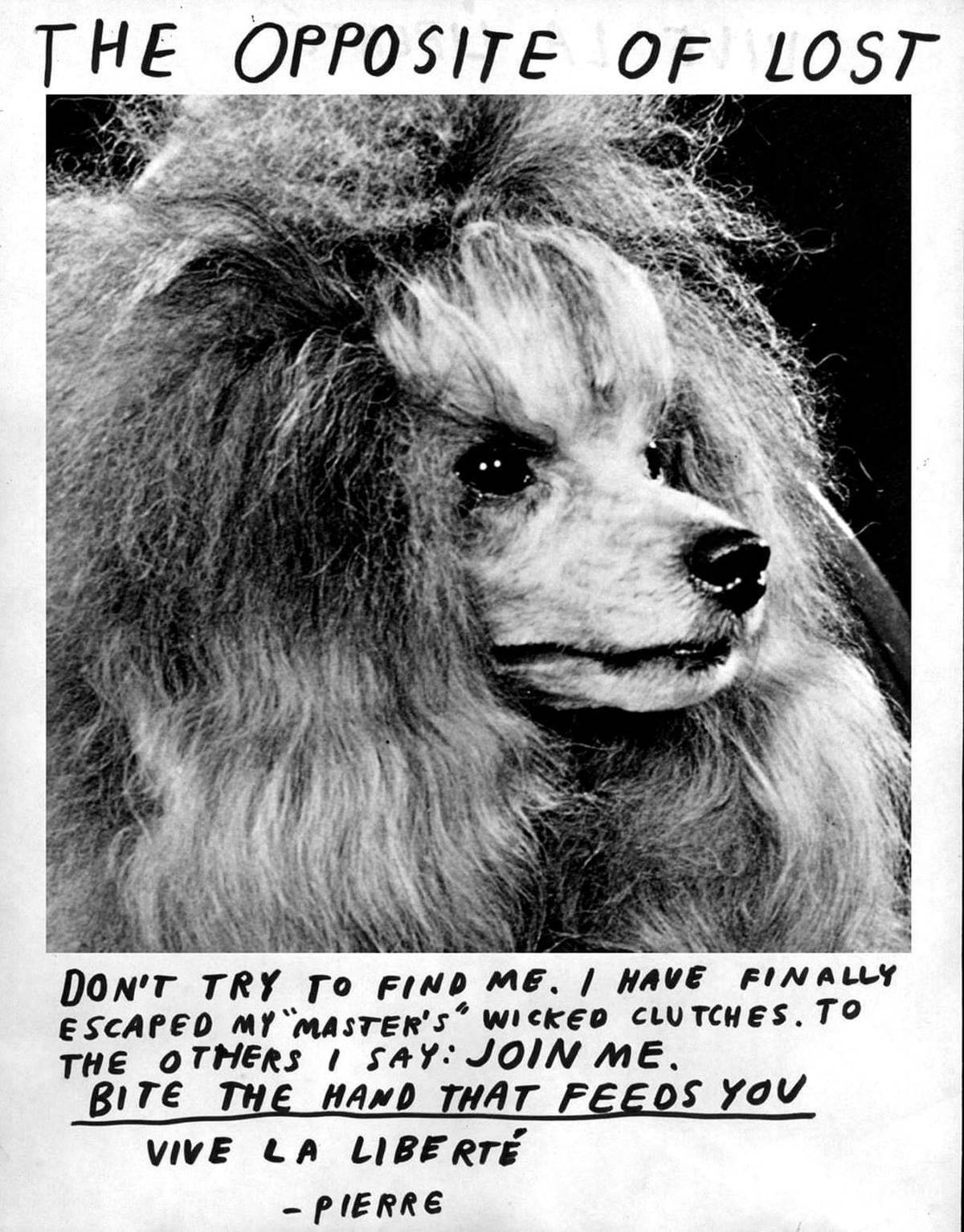 Not lost Don't try to find this dog