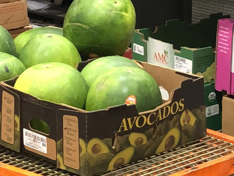big avocados